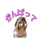 たれみみちゃんねる せきとスタンプ（個別スタンプ：5）