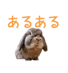 たれみみちゃんねる せきとスタンプ（個別スタンプ：7）