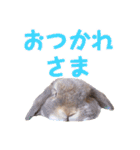 たれみみちゃんねる せきとスタンプ（個別スタンプ：9）