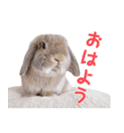 たれみみちゃんねる せきとスタンプ（個別スタンプ：10）