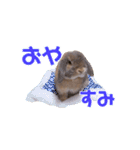 たれみみちゃんねる せきとスタンプ（個別スタンプ：11）