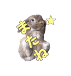 たれみみちゃんねる せきとスタンプ（個別スタンプ：12）