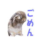 たれみみちゃんねる せきとスタンプ（個別スタンプ：13）
