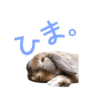 たれみみちゃんねる せきとスタンプ（個別スタンプ：14）