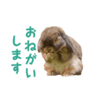 たれみみちゃんねる せきとスタンプ（個別スタンプ：16）