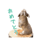 たれみみちゃんねる せきとスタンプ（個別スタンプ：17）