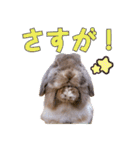 たれみみちゃんねる せきとスタンプ（個別スタンプ：20）