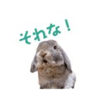 たれみみちゃんねる せきとスタンプ（個別スタンプ：21）