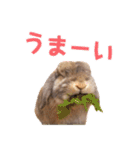 たれみみちゃんねる せきとスタンプ（個別スタンプ：22）