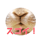 たれみみちゃんねる せきとスタンプ（個別スタンプ：23）