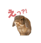 たれみみちゃんねる せきとスタンプ（個別スタンプ：24）