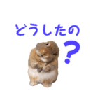 たれみみちゃんねる せきとスタンプ（個別スタンプ：25）