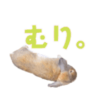 たれみみちゃんねる せきとスタンプ（個別スタンプ：26）