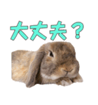 たれみみちゃんねる せきとスタンプ（個別スタンプ：27）