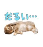 たれみみちゃんねる せきとスタンプ（個別スタンプ：29）