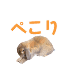 たれみみちゃんねる せきとスタンプ（個別スタンプ：31）