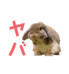 たれみみちゃんねる せきとスタンプ（個別スタンプ：34）