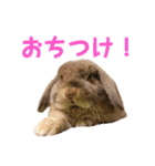 たれみみちゃんねる せきとスタンプ（個別スタンプ：35）