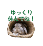 たれみみちゃんねる せきとスタンプ（個別スタンプ：38）