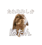 たれみみちゃんねる せきとスタンプ（個別スタンプ：39）