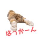 たれみみちゃんねる せきとスタンプ（個別スタンプ：40）