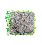 お花のスタンプだよ5（個別スタンプ：2）