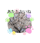 お花のスタンプだよ5（個別スタンプ：13）