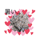 お花のスタンプだよ5（個別スタンプ：15）