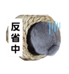 我が家そらの日常（個別スタンプ：6）