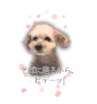 プーちゃん2 ＊asachi（個別スタンプ：2）