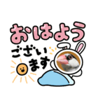 ☆文鳥ファミリー☆（個別スタンプ：1）