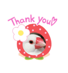 ☆文鳥ファミリー☆（個別スタンプ：4）