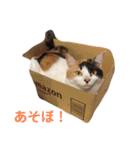 うちの4にゃん（個別スタンプ：6）