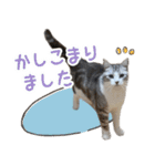 かわいい猫ちゃんのスタンプ【実写】（個別スタンプ：2）