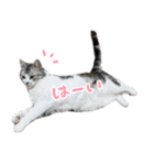 かわいい猫ちゃんのスタンプ【実写】（個別スタンプ：5）
