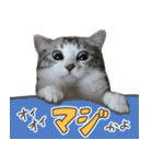 かわいい猫ちゃんのスタンプ【実写】（個別スタンプ：10）
