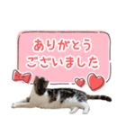 かわいい猫ちゃんのスタンプ【実写】（個別スタンプ：21）