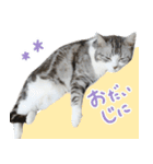 かわいい猫ちゃんのスタンプ【実写】（個別スタンプ：22）