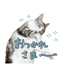 かわいい猫ちゃんのスタンプ【実写】（個別スタンプ：24）
