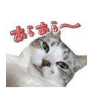 かわいい猫ちゃんのスタンプ【実写】（個別スタンプ：30）