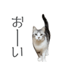 かわいい猫ちゃんのスタンプ【実写】（個別スタンプ：35）