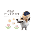 PONZ 3rd コーギーのぽんずスタンプ（個別スタンプ：8）