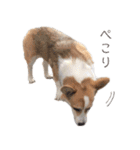 PONZ 3rd コーギーのぽんずスタンプ（個別スタンプ：9）
