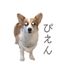 PONZ 3rd コーギーのぽんずスタンプ（個別スタンプ：12）
