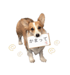 PONZ 3rd コーギーのぽんずスタンプ（個別スタンプ：17）