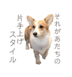 PONZ 3rd コーギーのぽんずスタンプ（個別スタンプ：20）