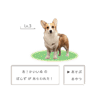 PONZ 3rd コーギーのぽんずスタンプ（個別スタンプ：27）