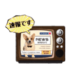 PONZ 3rd コーギーのぽんずスタンプ（個別スタンプ：40）