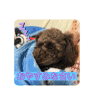 トイプードルボビー①（個別スタンプ：4）