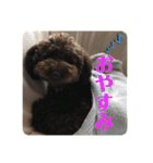 トイプードルボビー①（個別スタンプ：5）